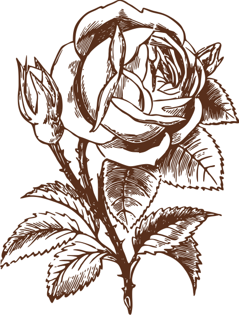 Rose one